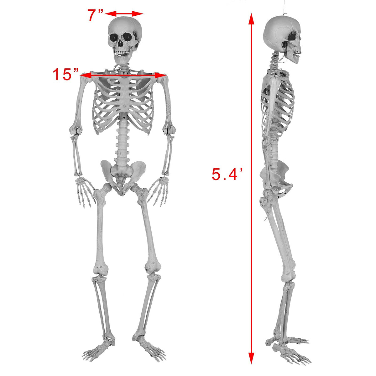 5.4 Ft Lighted Life Size Plastic Skeleton with Movable Joint S948