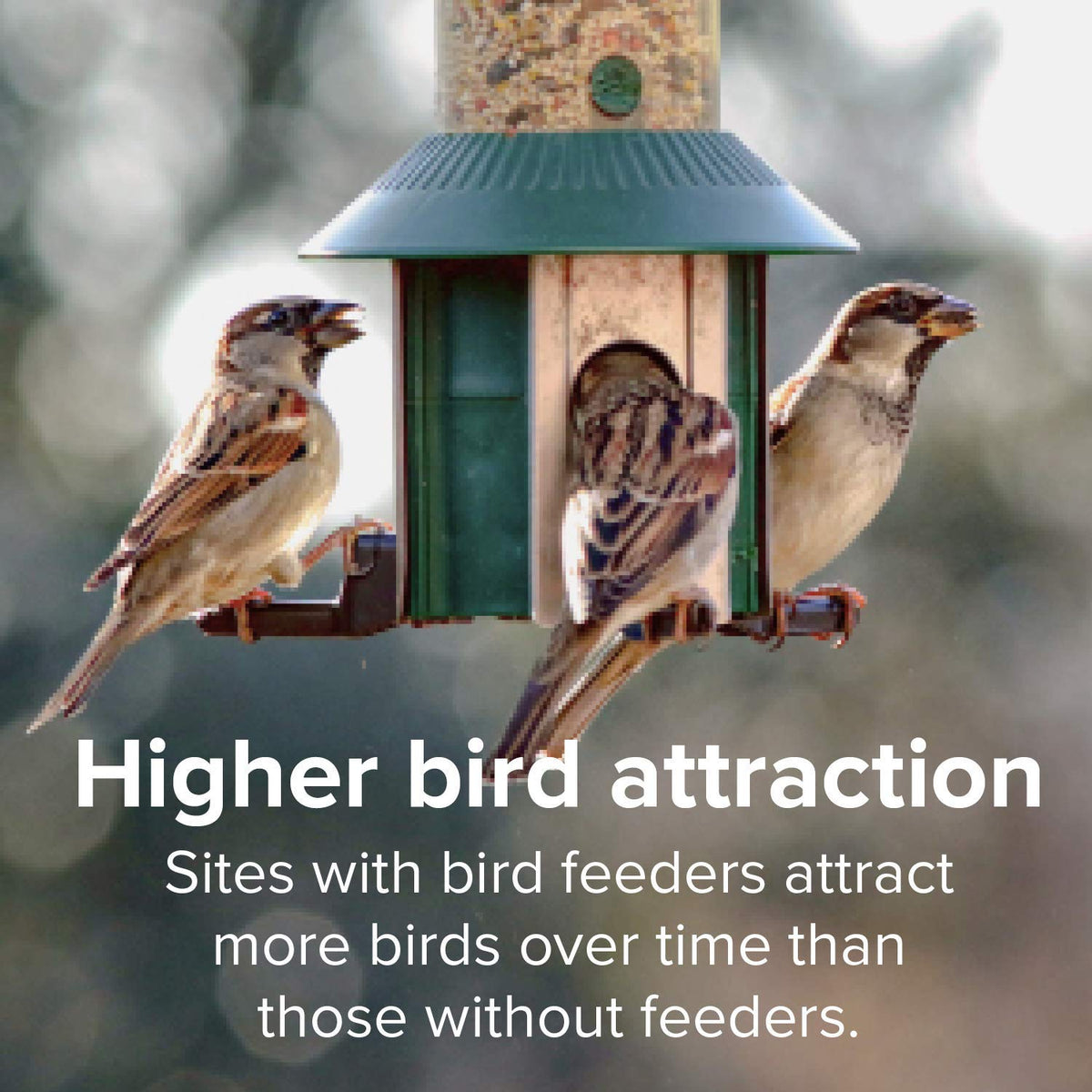 Finch Wild Bird Seed 20lb Bag I623135