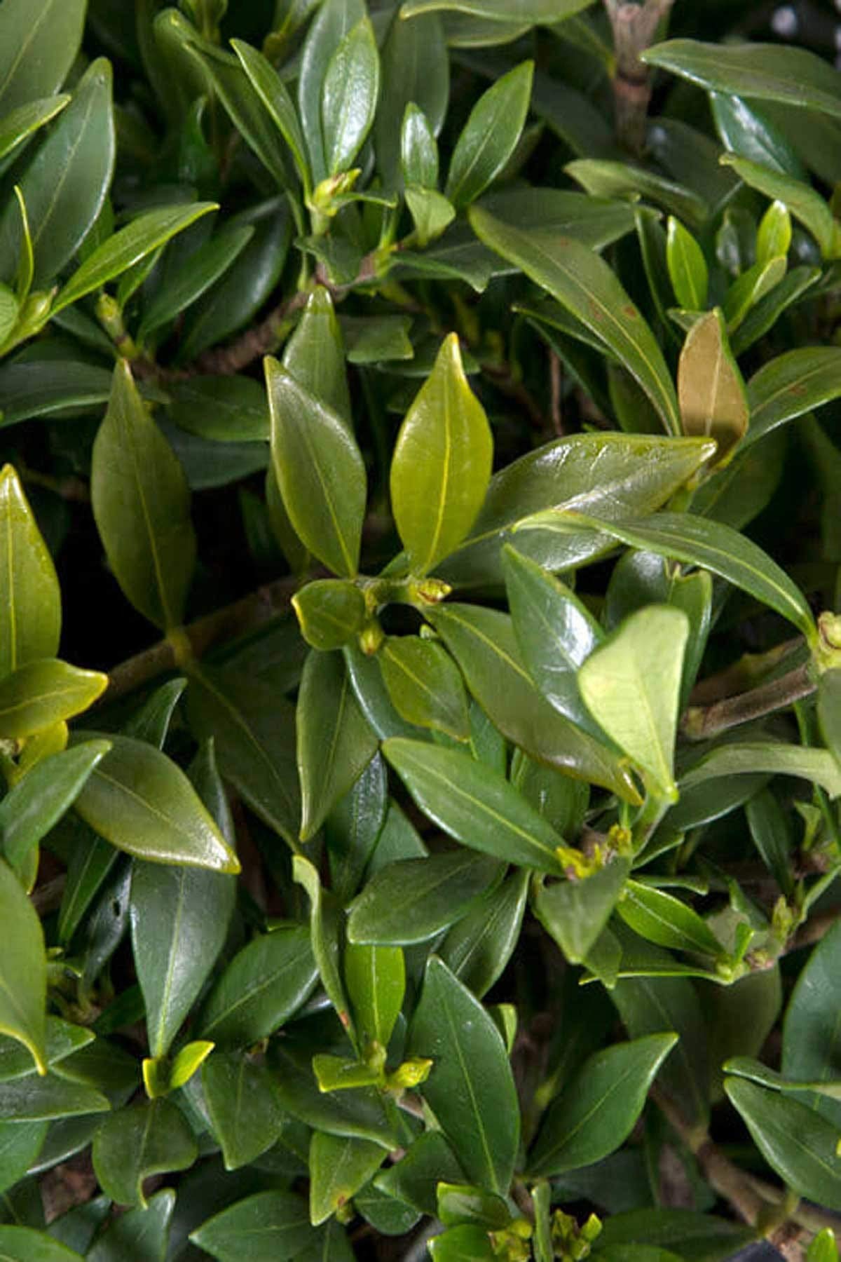 Gardenia 3 Gallon T794