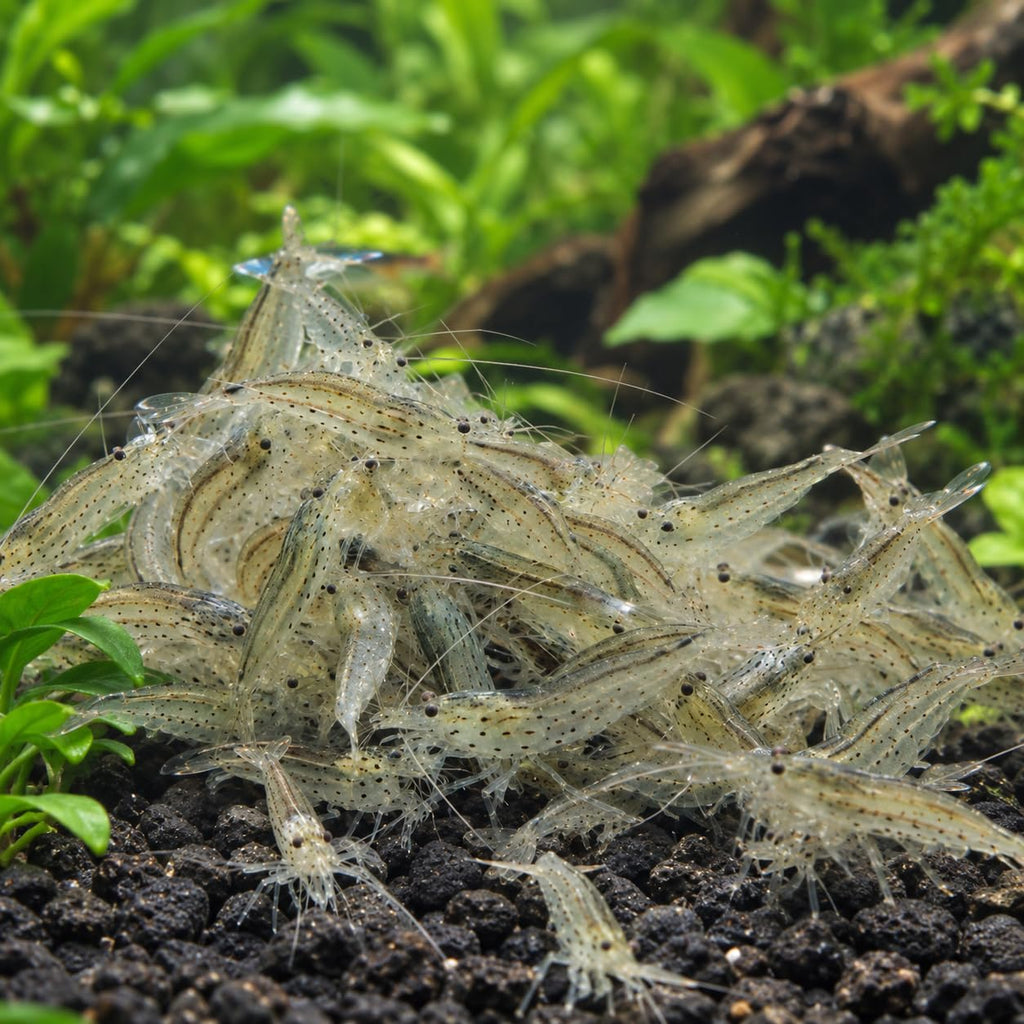 10 Freshwater Aquarium Shrimp Live P5072
