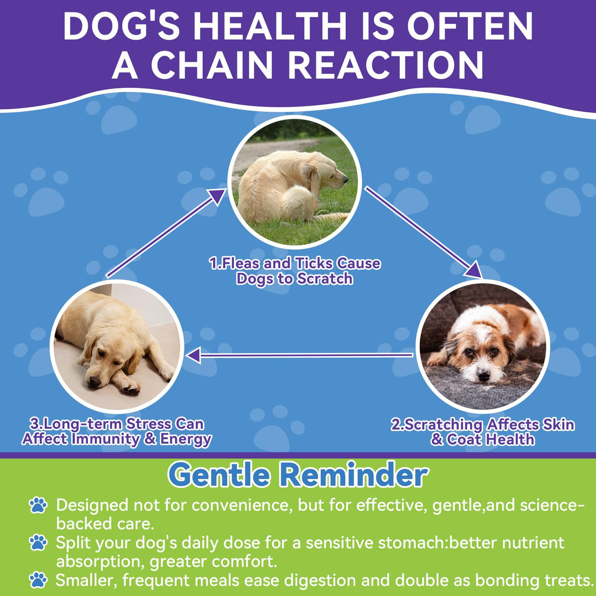 Flea and Tick Prevention for Dogs W779