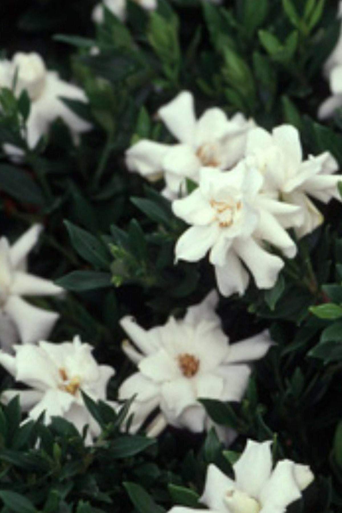 Gardenia 3 Gallon T794