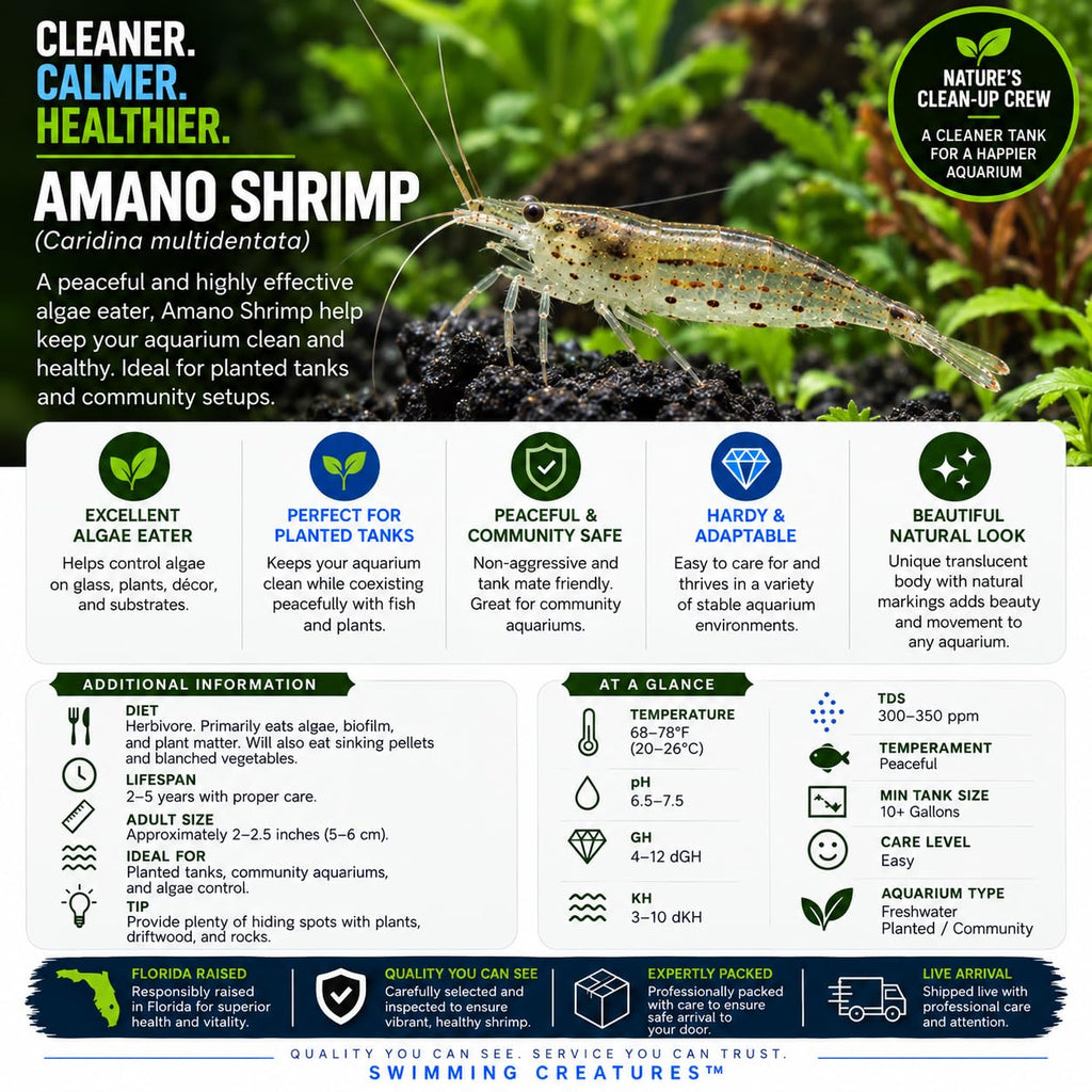 10 Freshwater Aquarium Shrimp Live P5072