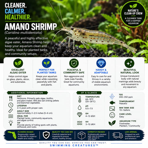 10 Freshwater Aquarium Shrimp Live P5072